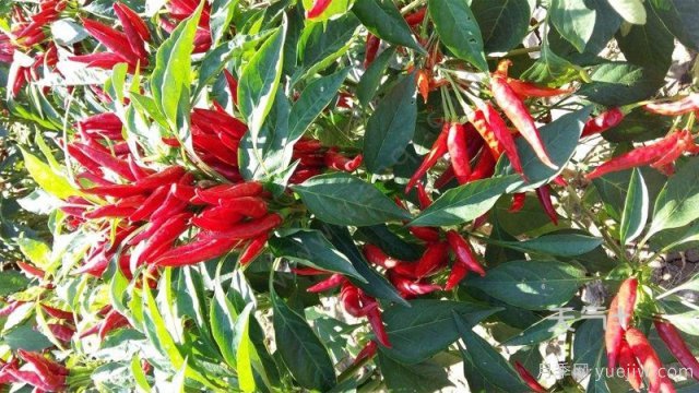 南陽市淅川縣的出名特產(chǎn)有哪些？(圖1)
