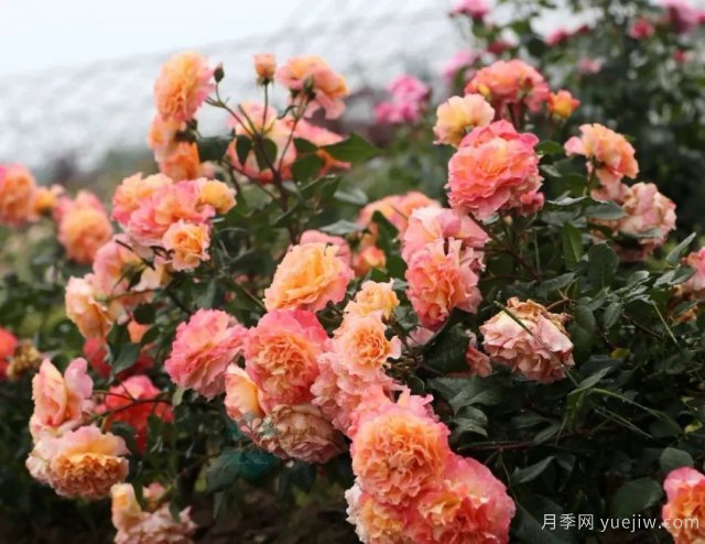 養(yǎng)盆栽月季想多開(kāi)花，除了土壤選對(duì)，施肥也很重要(圖1)