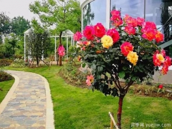 嫁接樹狀月季？4種常見的適合做月季樹的砧木