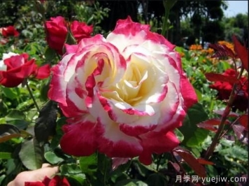 養(yǎng)花小白如何變大神？不可錯(cuò)失的月季種植入門攻略（光照篇）