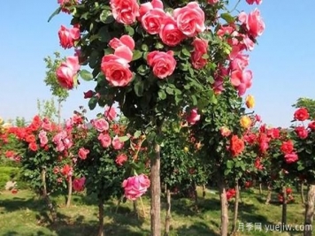 大花樹狀月季的嫁接步驟，山東月季基地分享