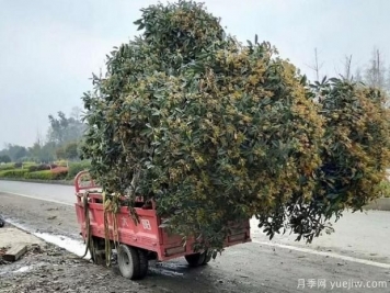 看葉子如何區(qū)分桂花樹的品種？