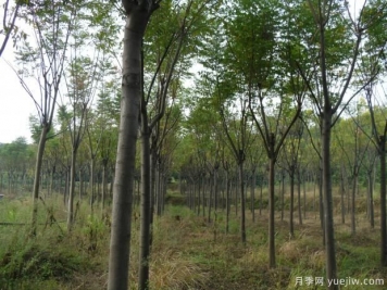 欒樹一畝地可以種多少棵？