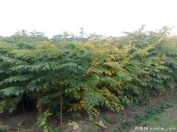 如何選擇成活率高的欒樹？