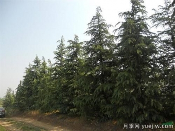 雪松一畝地栽多少棵？一畝地能種多少顆雪松？