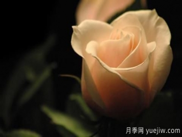 怎么看張愛玲的《紅玫瑰與白玫瑰》？