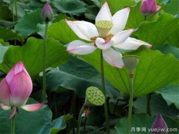 荷花苗幾月份種植 荷花繁殖方法和技術(shù)要點(diǎn)