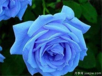藍(lán)色妖姬價格多少錢一朵？有什么寓意？