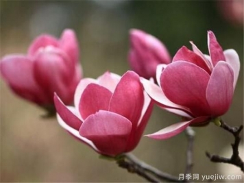 紫玉蘭幾月份開花？南陽紫玉蘭的花語和寓意