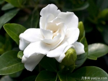梔子花的花語，梔子花圖片大全