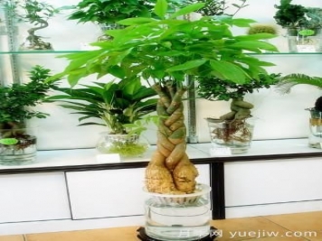 怎樣養(yǎng)殖發(fā)財(cái)樹？發(fā)財(cái)樹養(yǎng)殖常見問(wèn)題解答