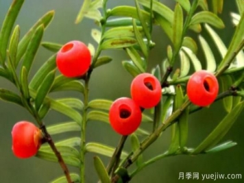 紅豆杉的風(fēng)水寓意和功效，象征長壽與不朽