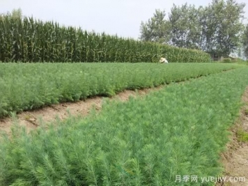 綠化采購雪松樹苗注意哪些問題？
