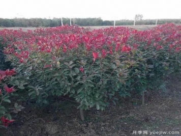 紅葉石楠適應有機化肥嗎？