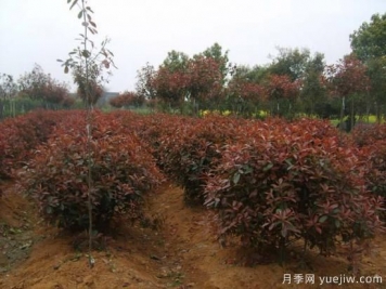 如何為紅葉石楠小苗除草？