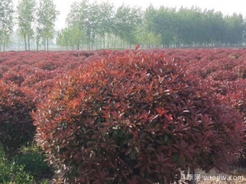 紅葉石楠球是喬木還是灌木？