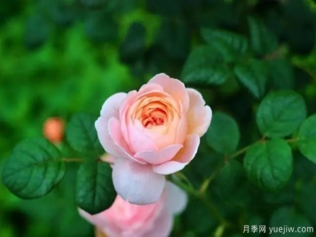 瑞典女王莫奈，懶人養(yǎng)月季花為什么要選它們