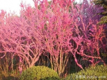 這8種觀花類喬木是園林工程的首選樹(shù)種