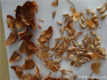 雪松種子什么時候種植？