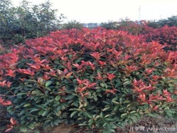 庭院種紅葉石楠可以嗎？