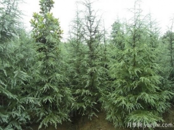 雪松價(jià)錢為什么會(huì)有差別？