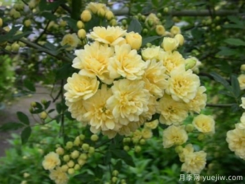 黃木香號(hào)稱(chēng)開(kāi)花勞模，耐寒耐熱養(yǎng)護(hù)簡(jiǎn)單
