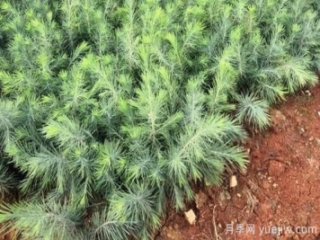 雪松和白皮松要如何區(qū)分？
