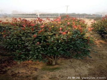 雨季紅葉石楠幼苗倒伏怎么辦？