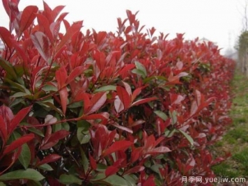 園林紅葉石楠苗木的處理和運輸
