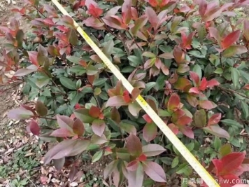 高桿紅葉石楠怎么培育才能長出嫩葉？