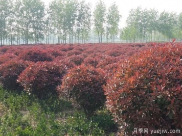 紅葉石楠在片植時(shí)部分死亡是什么原因？