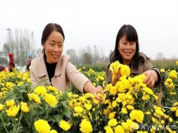 農(nóng)民種植菊花，既能欣賞也能致富發(fā)家