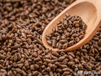 種植哪些藥材前景好？3種中藥材用途廣收益高前景好