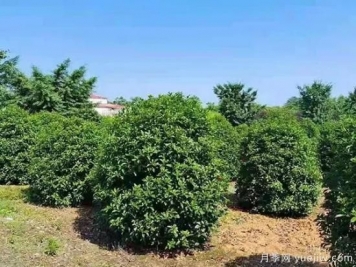 綠化帶里爭奇斗艷的10種秋花
