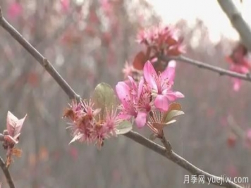 菏澤成武：千畝海棠反季節(jié)開花，逆襲深秋成一景