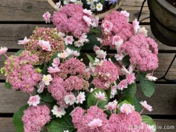 盆栽繡球花注意這6個(gè)要素，年年復(fù)花，比月季少患病