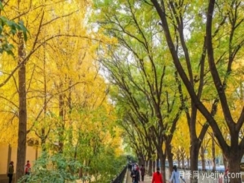 為什么果樹不適合當(dāng)行道樹？