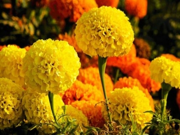 100種常見花卉的栽培大全，送給愛養(yǎng)花的你