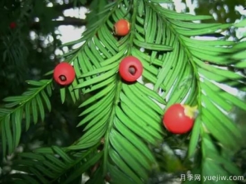 種子苗木調(diào)運(yùn)的檢疫知識(shí)