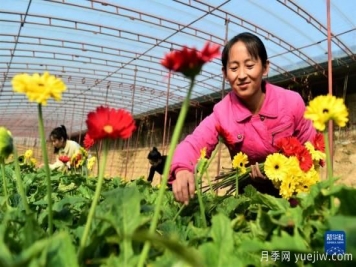 滄州獻縣：冬日大棚鮮花開