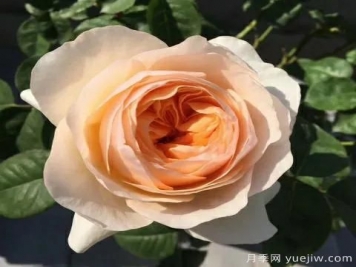 朱麗葉月季，經(jīng)典永恒，多姿美艷香氣迷人