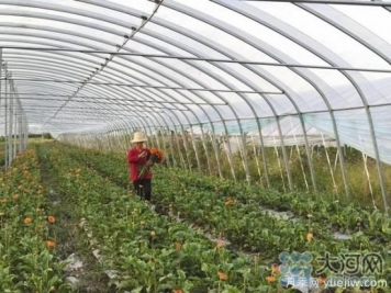 平頂山葉縣：一個村200多人做鮮花生意，鋪就致富路