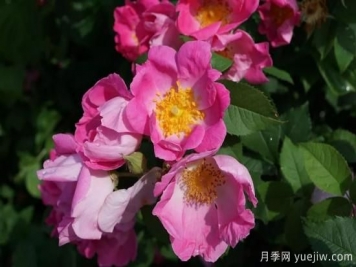 如何給月季花授粉？培育一個月季新品種要多久