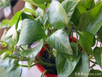 冬天綠蘿常見問題與解決方法！