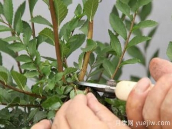 秋季果汁陽臺(tái)月季花苗如何修剪