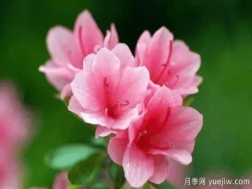 杜鵑花怎么養(yǎng)護家庭養(yǎng)護方法