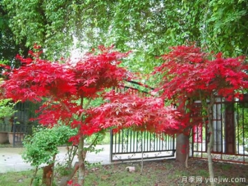 花葉芋和紅楓的修剪，使其早日成株提前開花結(jié)果
