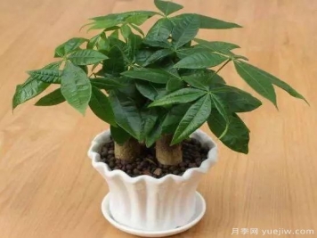 發(fā)財(cái)樹最容易養(yǎng)死的幾大原因，避開才能養(yǎng)的好！