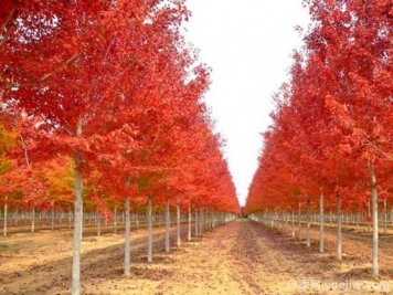 美國紅楓，可以讓園林景觀如此絕美