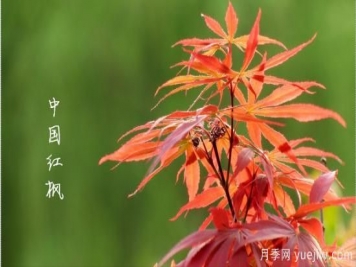 紅楓，4個(gè)紅楓品種是秋日植物里亮麗的風(fēng)景線